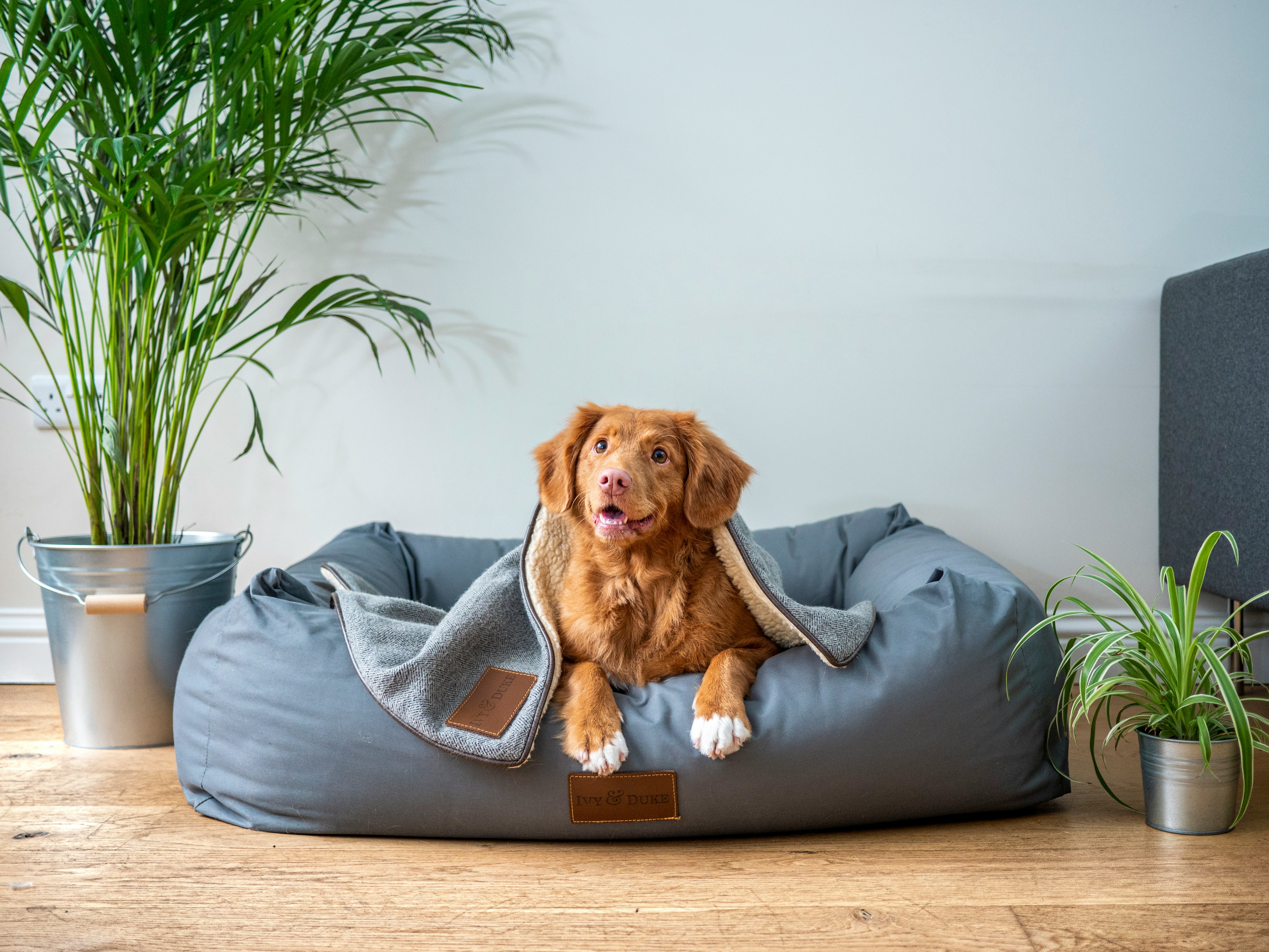 Dog Kennel